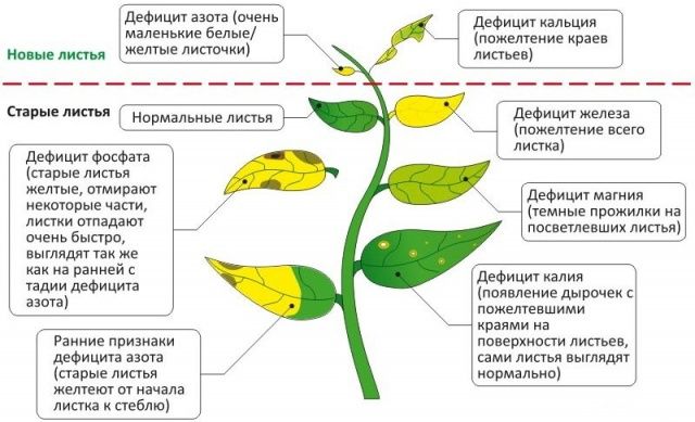 недостаток калия и магния у растений