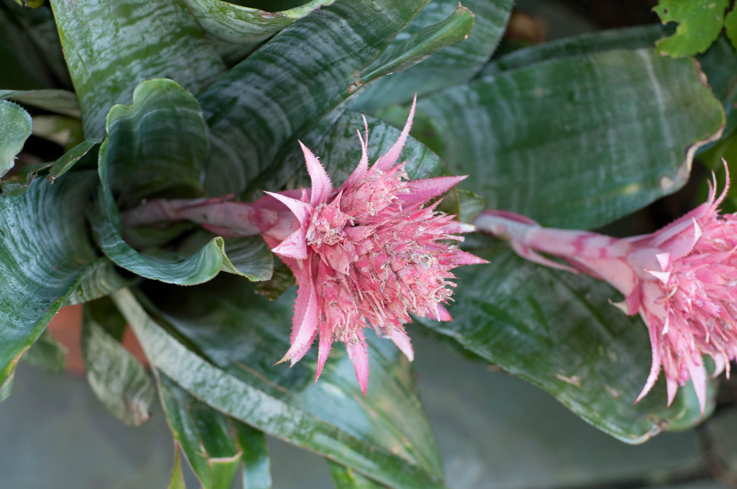 Эхмея полосатая Aechmea fasciata