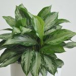 Aglaonema Silver Bay