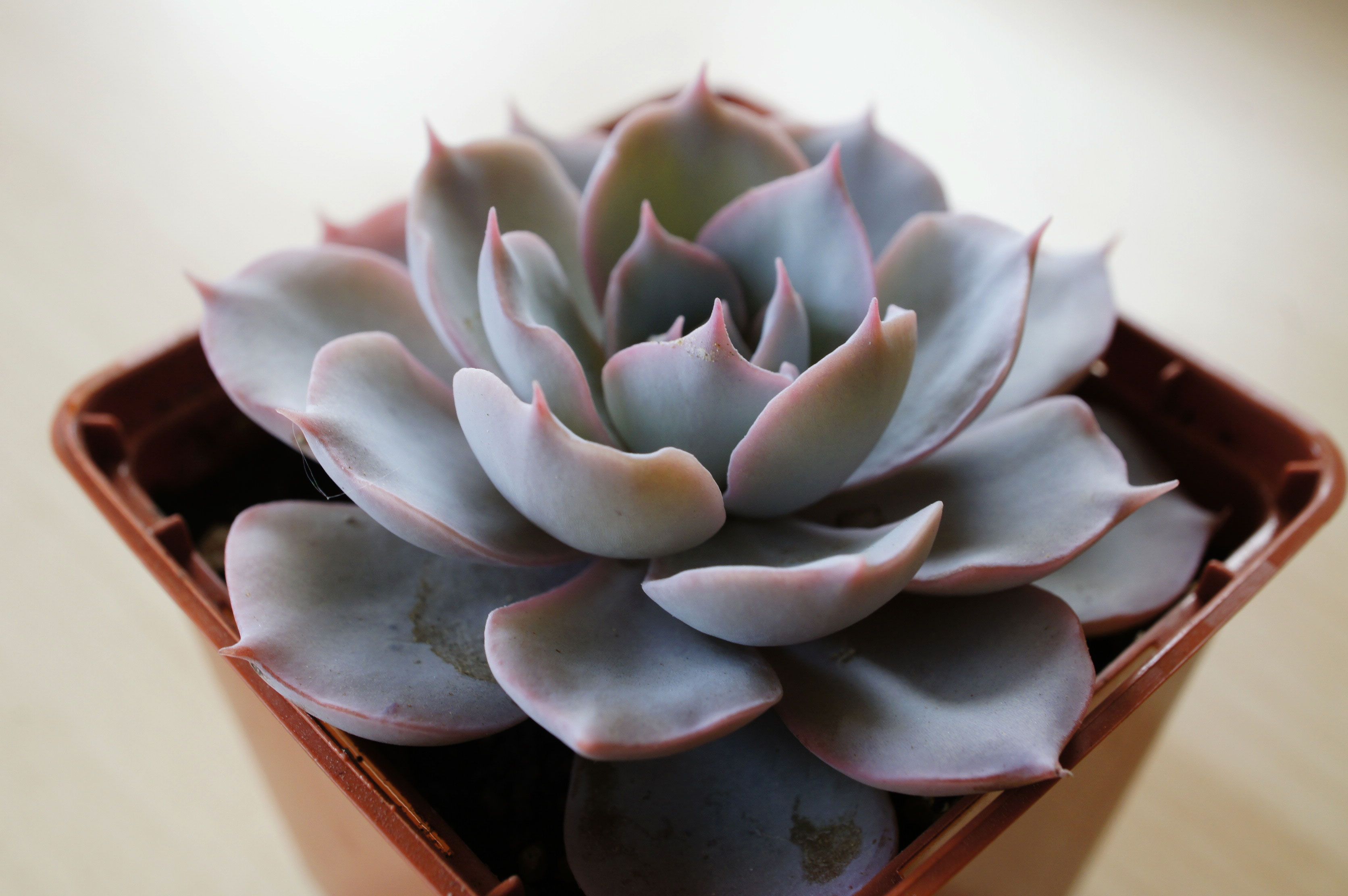 Суккулент эхеверия Echeveria