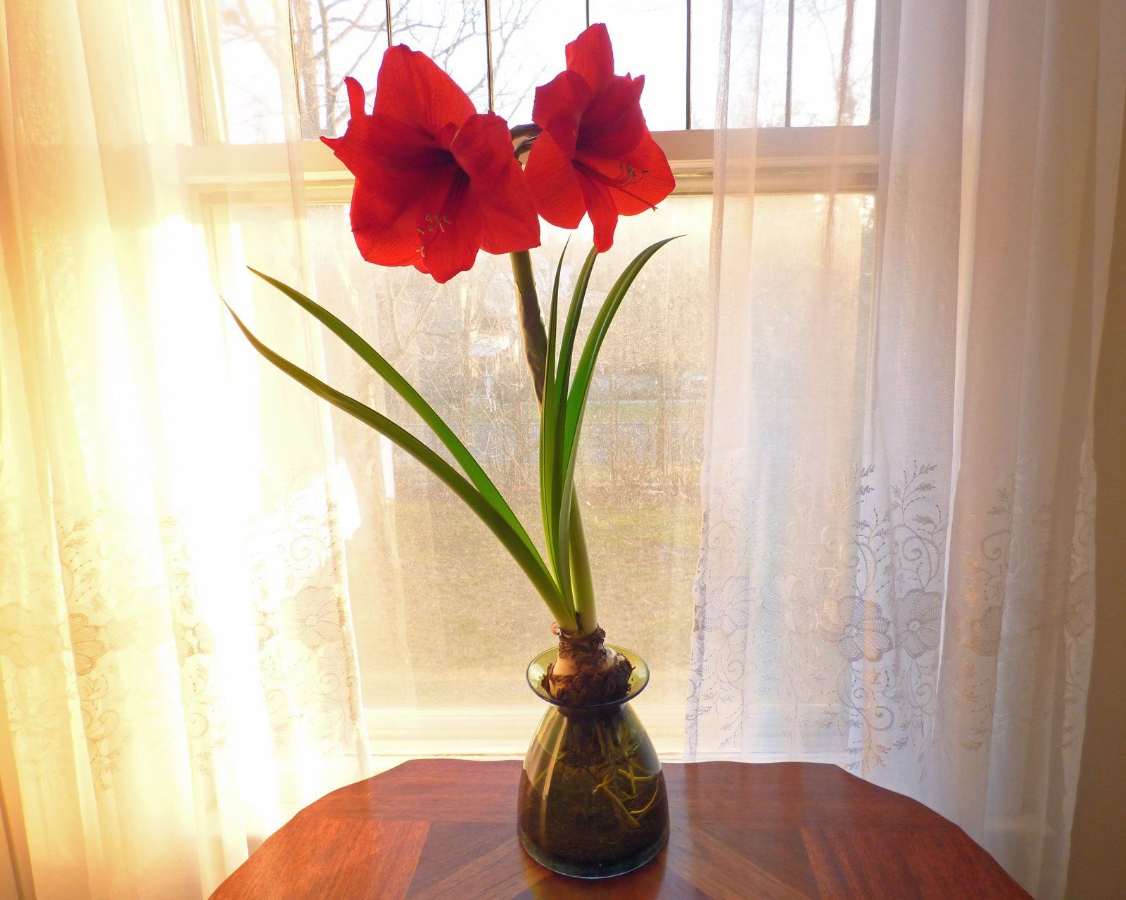 Амариллис цветок фото комнатный влияние на человека