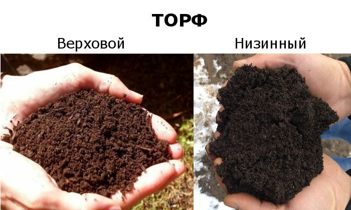 торф низинный и верховой