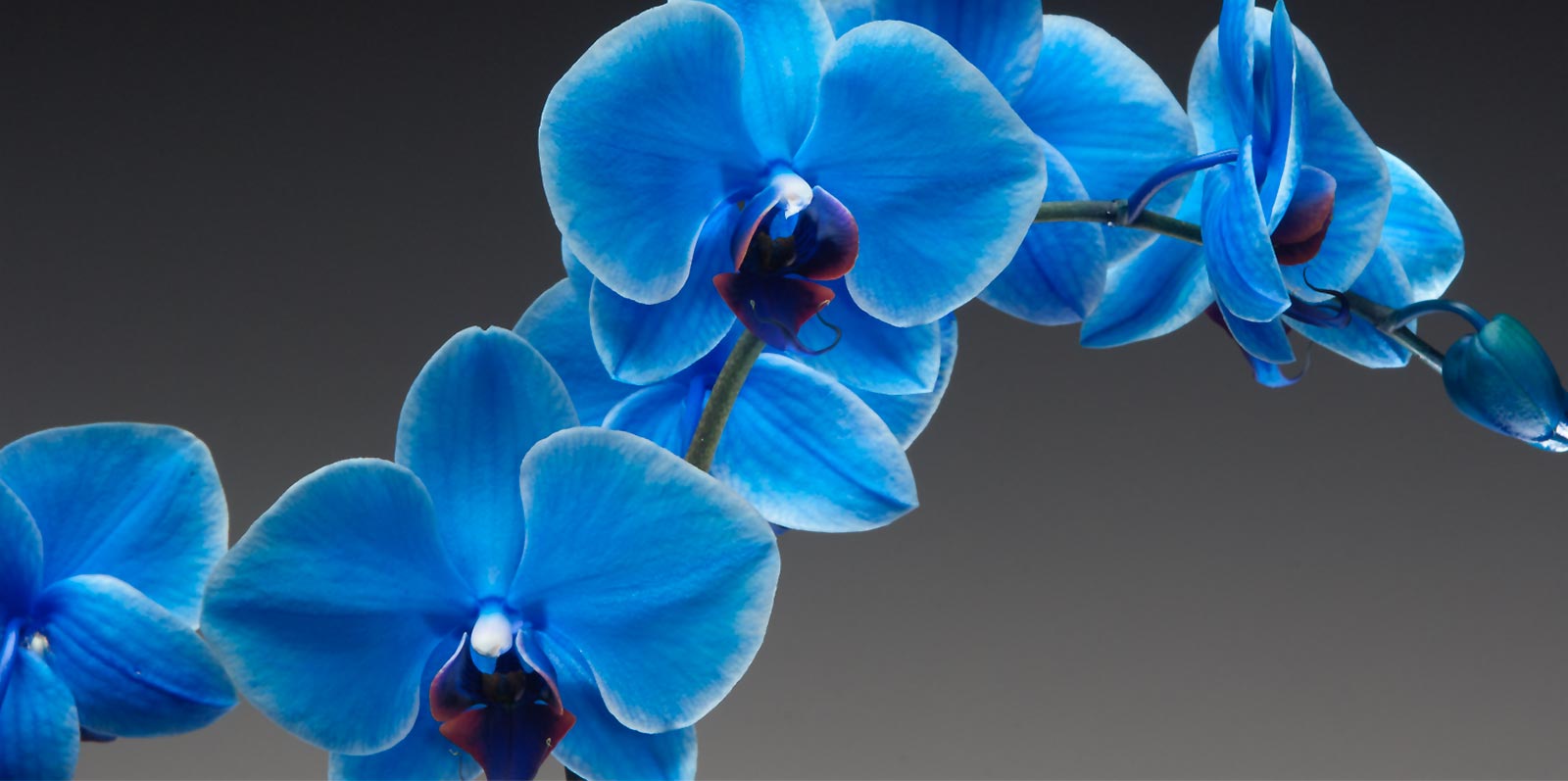 Голубая Орхидея цветок